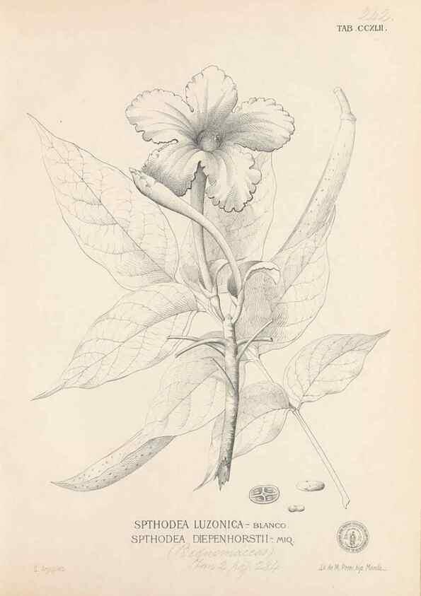 Reproducción/Reproduction 49747178286: Flora de Filipinas,. Manila,Estab. tip. de Plana y ca.,1877-83.. 