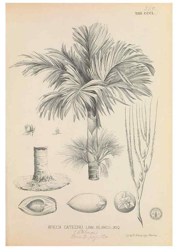 Reproducción/Reproduction 49747206626: Flora de Filipinas,. Manila,Estab. tip. de Plana y ca.,1877-83.. 