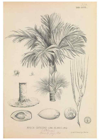 Reproducción/Reproduction 49747206626: Flora de Filipinas,. Manila,Estab. tip. de Plana y ca.,1877-83.. 