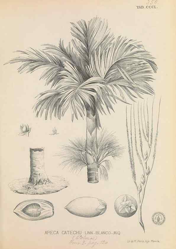 Reproducción/Reproduction 49747206626: Flora de Filipinas,. Manila,Estab. tip. de Plana y ca.,1877-83.. 