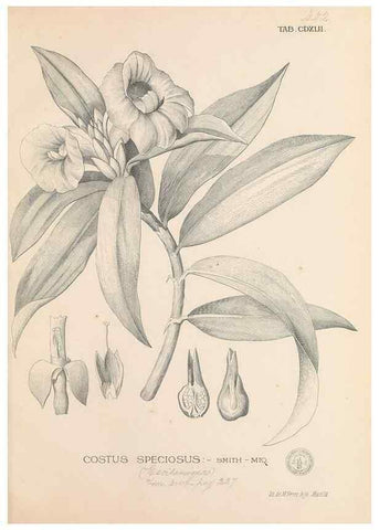 Reproducción/Reproduction 49747228956: Flora de Filipinas,. Manila,Estab. tip. de Plana y ca.,1877-83.. 