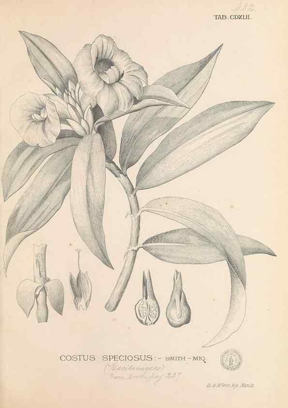 Reproducción/Reproduction 49747228956: Flora de Filipinas,. Manila,Estab. tip. de Plana y ca.,1877-83.. 