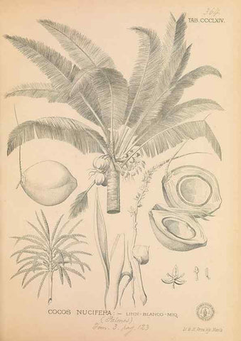 Reproducción/Reproduction 49746669083: Flora de Filipinas,. Manila,Estab. tip. de Plana y ca.,1877-83.. 