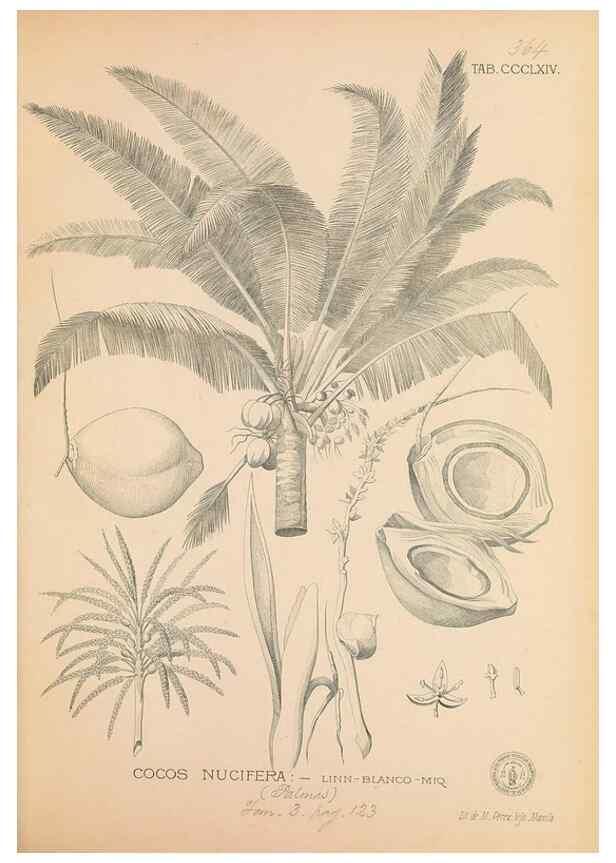 Reproducción/Reproduction 49746669083: Flora de Filipinas,. Manila,Estab. tip. de Plana y ca.,1877-83.. 