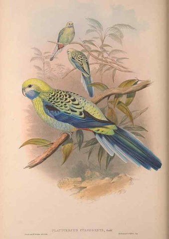 Reproducción/Reproduction 36203626103: The birds of Australia, supplement /. London :Printed by Taylor and Francis ... published by the author ...,[1851]-1869.