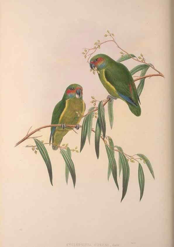 Reproducción/Reproduction 36176294864: The birds of Australia, supplement /. London :Printed by Taylor and Francis ... published by the author ...,[1851]-1869.