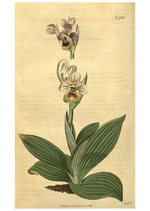 Reproducción/Reproduction 35057942011: Curtis's botanical magazine.. London ; New York [etc.] :Academic Press [etc.]