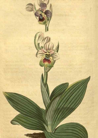 Reproducción/Reproduction 35057942011: Curtis's botanical magazine.. London ; New York [etc.] :Academic Press [etc.]