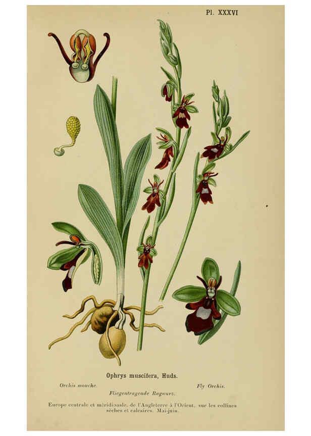 Reproducción/Reproduction 6011905067: Album des orchidées de l'Europe centrale et septentrionale Genève,Librairie Georg,1899