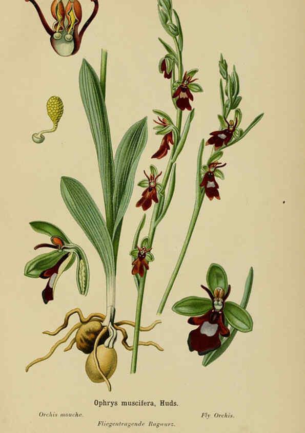 Reproducción/Reproduction 6011905067: Album des orchidées de l'Europe centrale et septentrionale Genève,Librairie Georg,1899