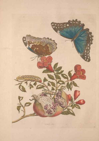 Reproducción/Reproduction 8506177815: Metamorphosis insectorum surinamensium.. Amsterdam :Voor den auteur, als ook by G. Valck,[1705]