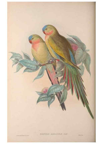 Reproducción/Reproduction 36203623963: The birds of Australia, supplement /. London :Printed by Taylor and Francis ... published by the author ...,[1851]-1869.