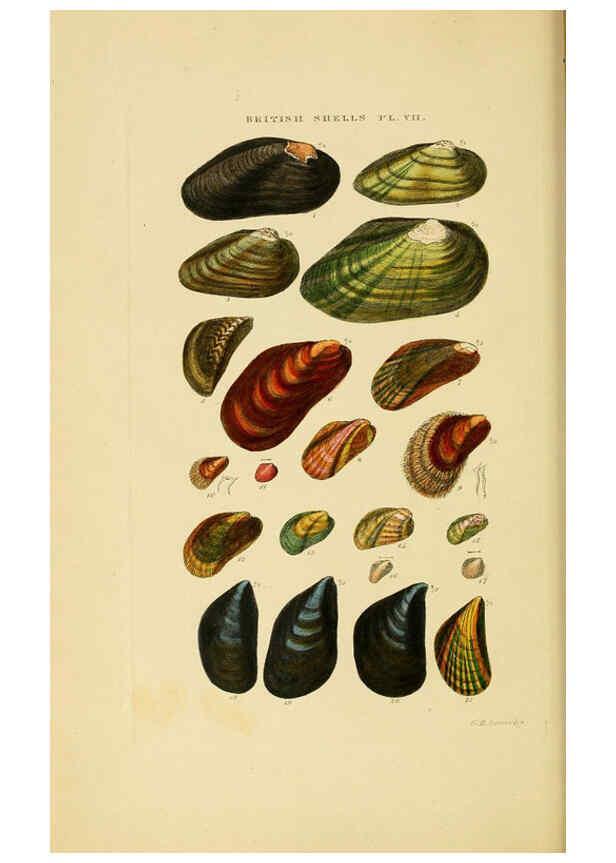 Reproducción/Reproduction 6058588191: Illustrated index of British shells London :Simpkin, Marshall, and Co., and the Author,1859