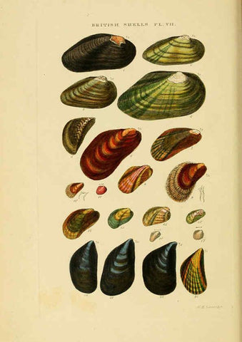 Reproducción/Reproduction 6058588191: Illustrated index of British shells London :Simpkin, Marshall, and Co., and the Author,1859