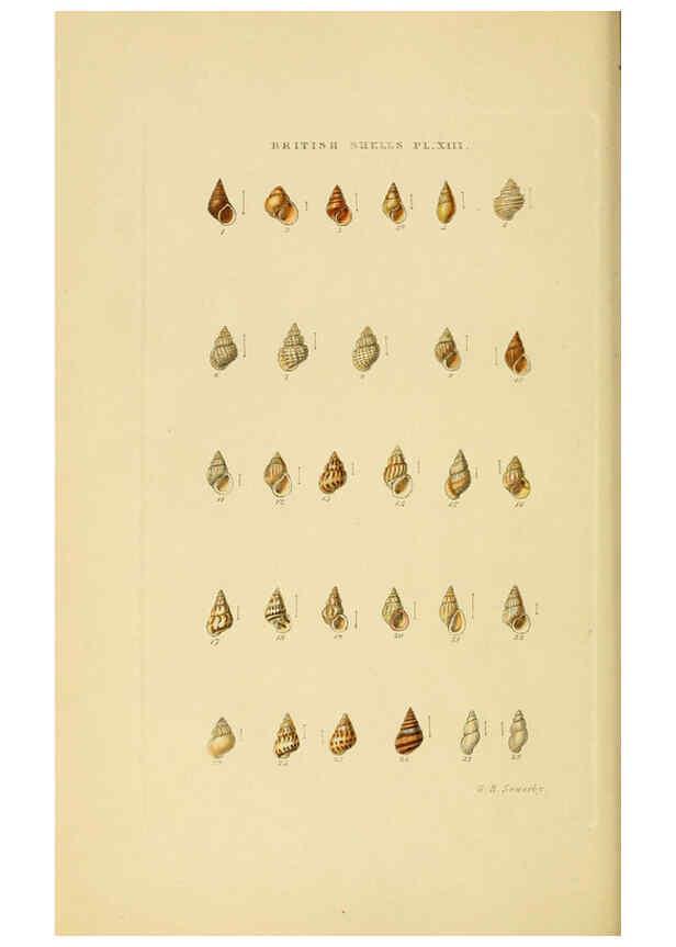 Reproducción/Reproduction 6059136992: Illustrated index of British shells London :Simpkin, Marshall, and Co., and the Author,1859