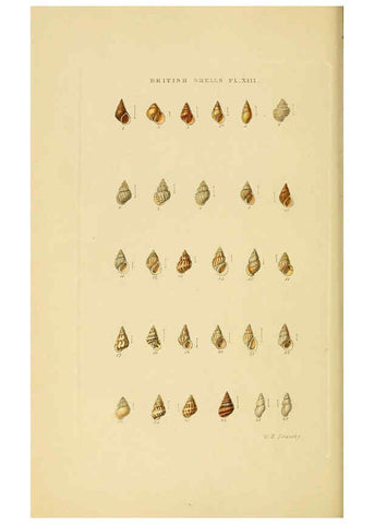 Reproducción/Reproduction 6059136992: Illustrated index of British shells London :Simpkin, Marshall, and Co., and the Author,1859