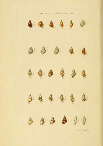 Reproducción/Reproduction 6059136992: Illustrated index of British shells London :Simpkin, Marshall, and Co., and the Author,1859