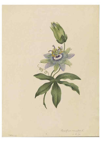 Reproducción/Reproduction 47965108246: Deborah Griscom Passmore watercolor album.. [ca. 1911]. 