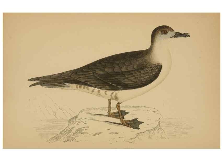 Reproducción/Reproduction 49679744897: A history of British birds.. London,Groombridge and Sons,[1862?-1867?]. 