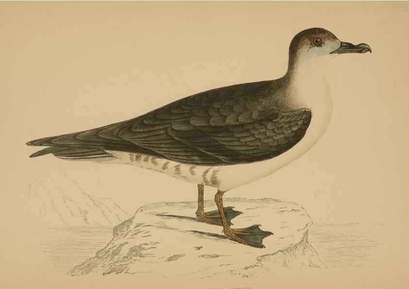 Reproducción/Reproduction 49679744897: A history of British birds.. London,Groombridge and Sons,[1862?-1867?]. 