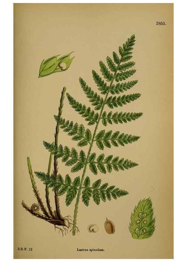 Reproducción/Reproduction 48750500387: English botany, or, Coloured figures of British plants /. London :R. Hardwicke,1863-1886.. 