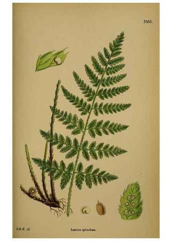 Reproducción/Reproduction 48750500387: English botany, or, Coloured figures of British plants /. London :R. Hardwicke,1863-1886.. 