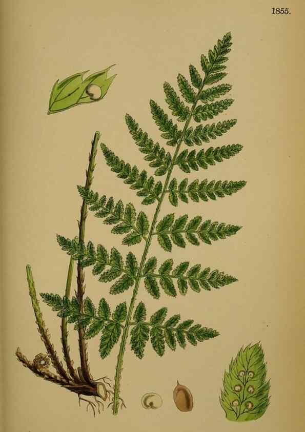 Reproducción/Reproduction 48750500387: English botany, or, Coloured figures of British plants /. London :R. Hardwicke,1863-1886.. 