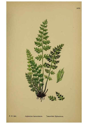 Reproducción/Reproduction 48750505752: English botany, or, Coloured figures of British plants /. London :R. Hardwicke,1863-1886.. 