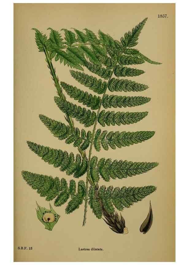 Reproducción/Reproduction 48749985358: English botany, or, Coloured figures of British plants /. London :R. Hardwicke,1863-1886.. 