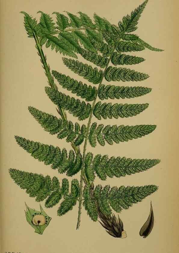 Reproducción/Reproduction 48749985358: English botany, or, Coloured figures of British plants /. London :R. Hardwicke,1863-1886.. 