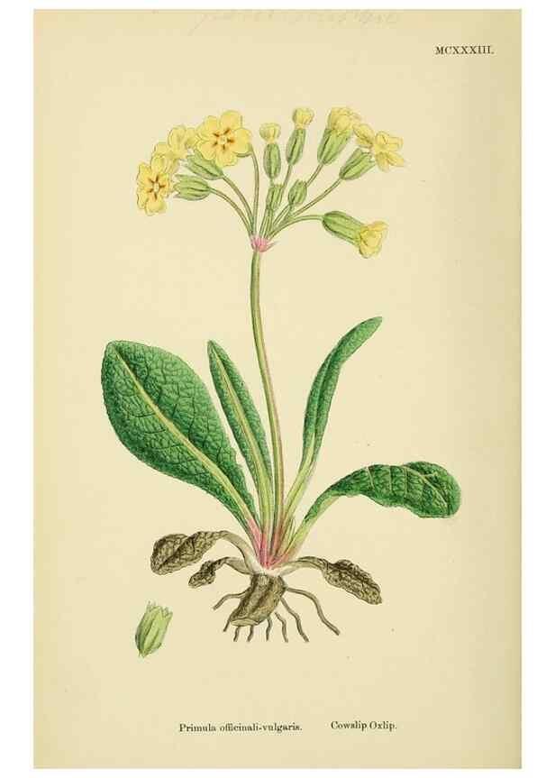 Reproducción/Reproduction 48718076216: English botany, or, Coloured figures of British plants /. London :R. Hardwicke,1863-1886.. 