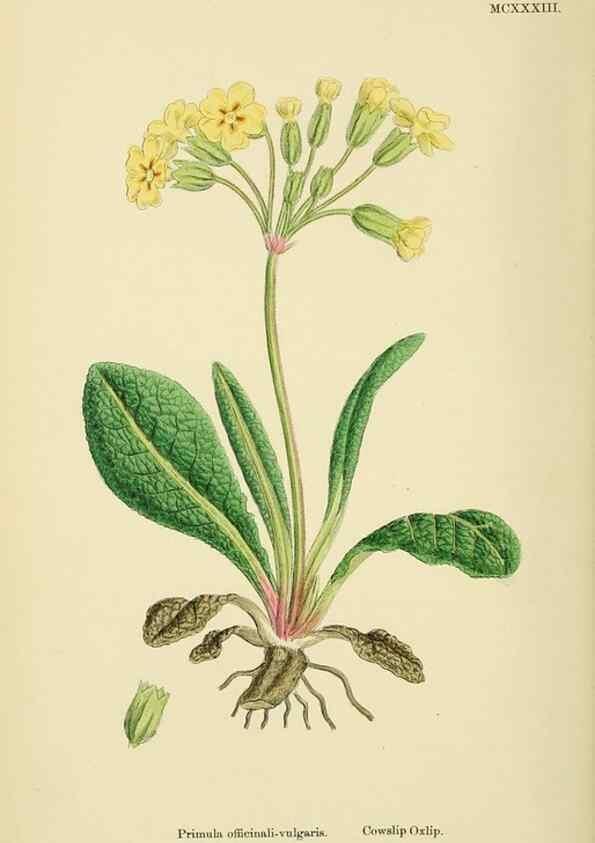 Reproducción/Reproduction 48718076216: English botany, or, Coloured figures of British plants /. London :R. Hardwicke,1863-1886.. 