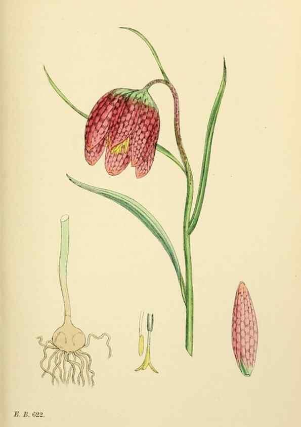 Reproducción/Reproduction 48753550383: English botany, or, Coloured figures of British plants /. London :R. Hardwicke,1863-1886.. 