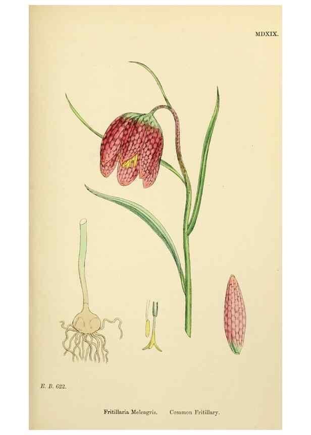 Reproducción/Reproduction 48753550383: English botany, or, Coloured figures of British plants /. London :R. Hardwicke,1863-1886.. 