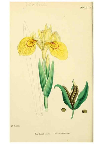 Reproducción/Reproduction 48753540463: English botany, or, Coloured figures of British plants /. London :R. Hardwicke,1863-1886.. 