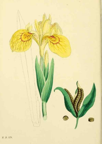 Reproducción/Reproduction 48753540463: English botany, or, Coloured figures of British plants /. London :R. Hardwicke,1863-1886.. 