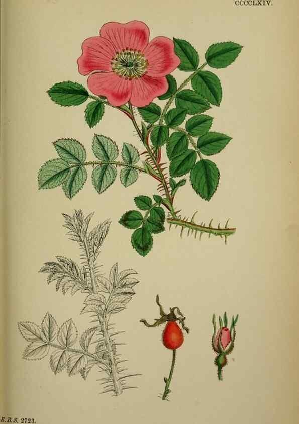 Reproducción/Reproduction 48717288216: English botany, or, Coloured figures of British plants /. London :R. Hardwicke,1863-1886.. 