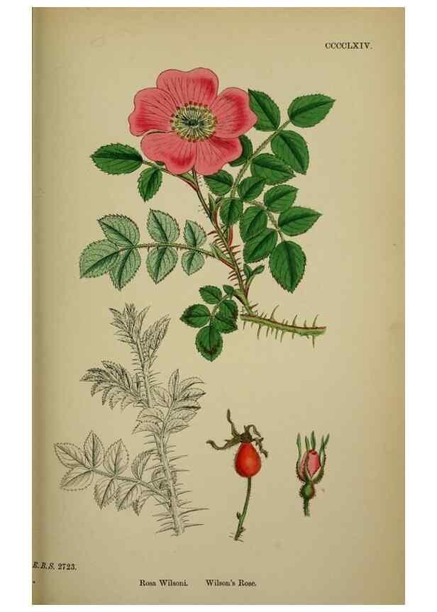 Reproducción/Reproduction 48717288216: English botany, or, Coloured figures of British plants /. London :R. Hardwicke,1863-1886.. 