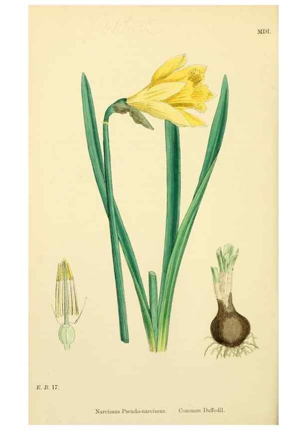 Reproducción/Reproduction 48754056502: English botany, or, Coloured figures of British plants /. London :R. Hardwicke,1863-1886.. 