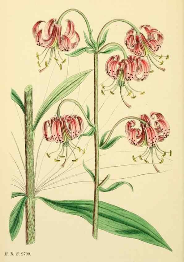 Reproducción/Reproduction 48754065187: English botany, or, Coloured figures of British plants /. London :R. Hardwicke,1863-1886.. 