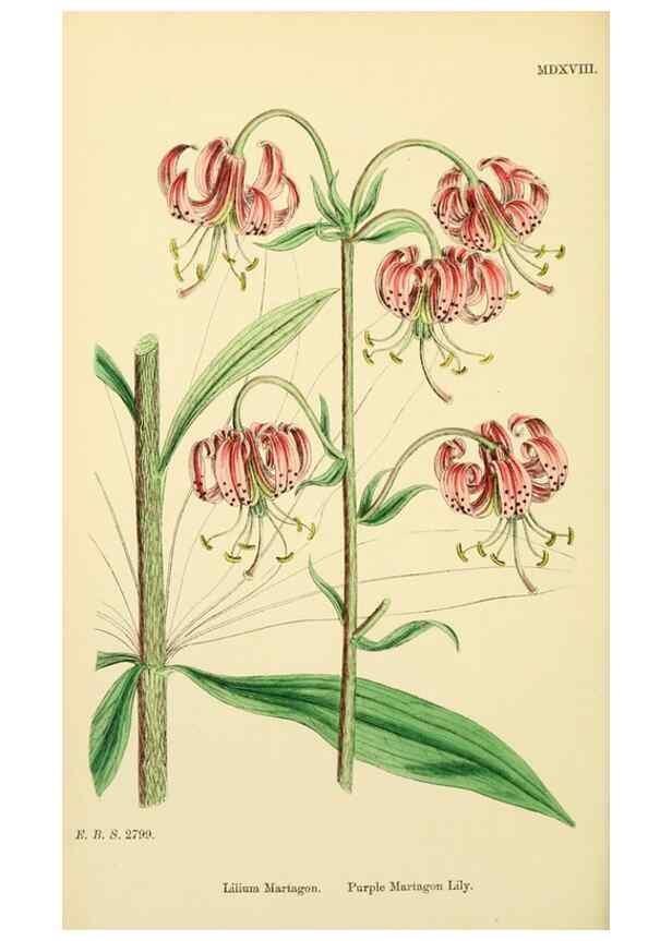 Reproducción/Reproduction 48754065187: English botany, or, Coloured figures of British plants /. London :R. Hardwicke,1863-1886.. 