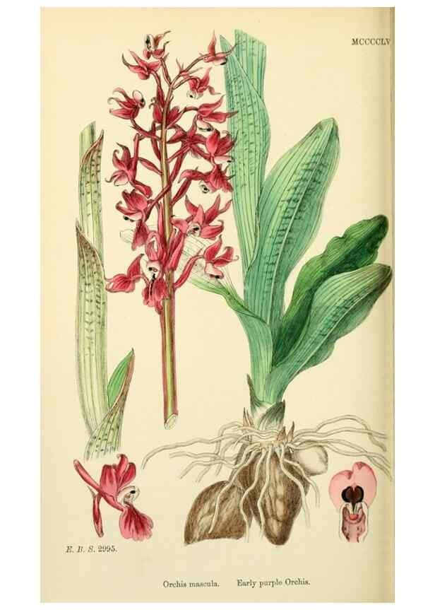 Reproducción/Reproduction 48754046767: English botany, or, Coloured figures of British plants /. London :R. Hardwicke,1863-1886.. 