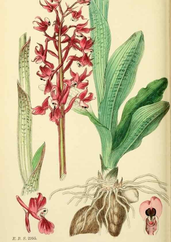 Reproducción/Reproduction 48754046767: English botany, or, Coloured figures of British plants /. London :R. Hardwicke,1863-1886.. 