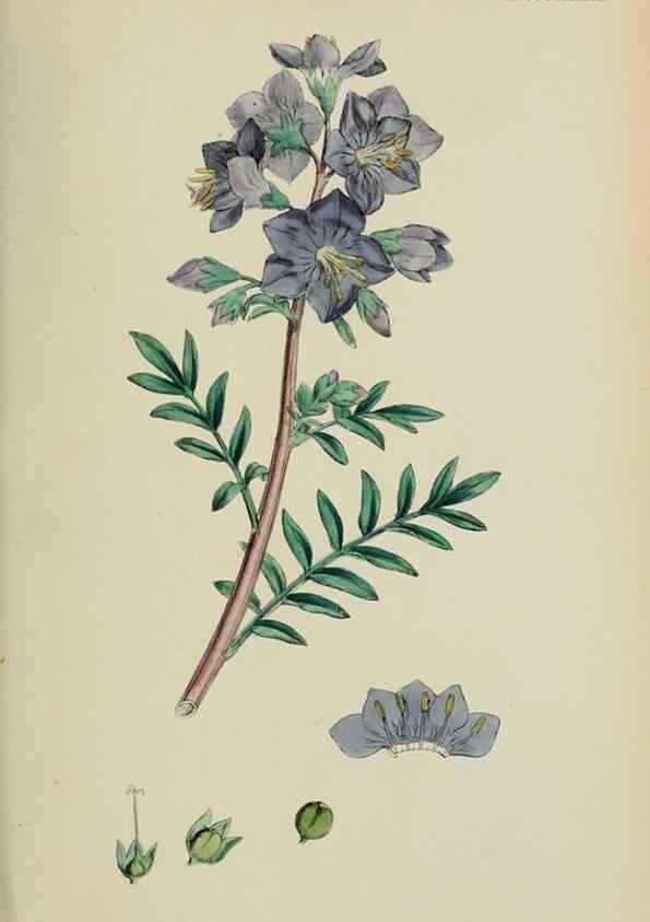 Reproducción/Reproduction 48718071662: English botany, or, Coloured figures of British plants /. London :R. Hardwicke,1863-1886.. 