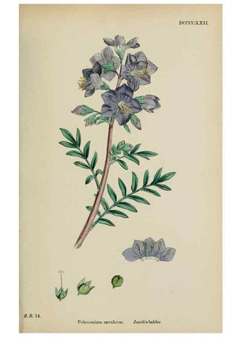 Reproducción/Reproduction 48718071662: English botany, or, Coloured figures of British plants /. London :R. Hardwicke,1863-1886.. 