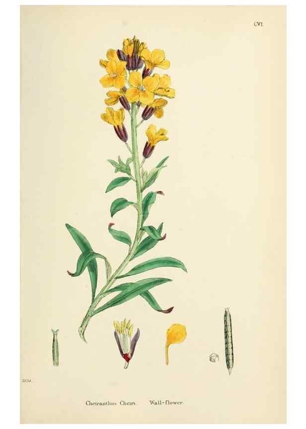 Reproducción/Reproduction 48717341012: English botany, or, Coloured figures of British plants /. London :R. Hardwicke,1863-1886.. 