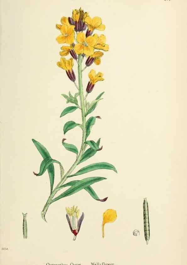 Reproducción/Reproduction 48717341012: English botany, or, Coloured figures of British plants /. London :R. Hardwicke,1863-1886.. 