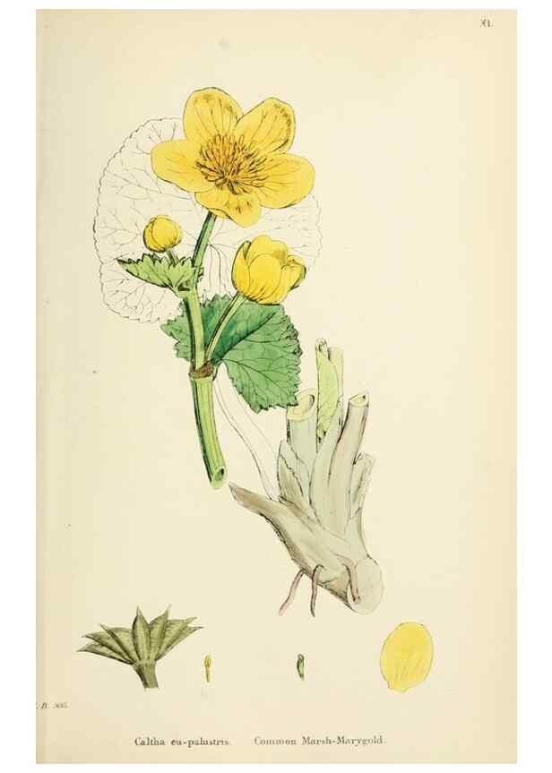 Reproducción/Reproduction 48716810893: English botany, or, Coloured figures of British plants /. London :R. Hardwicke,1863-1886.. 