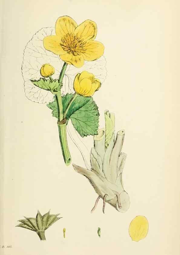 Reproducción/Reproduction 48716810893: English botany, or, Coloured figures of British plants /. London :R. Hardwicke,1863-1886.. 