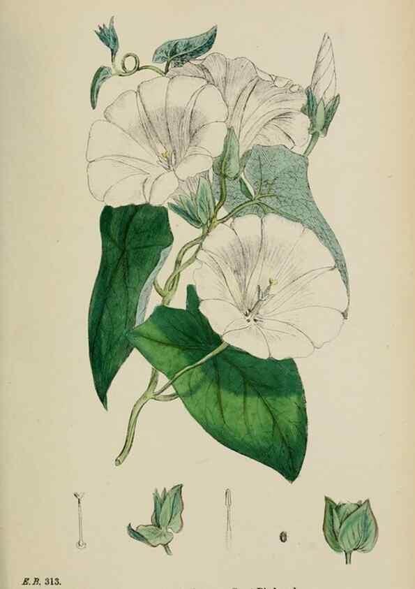 Reproducción/Reproduction 48717901421: English botany, or, Coloured figures of British plants /. London :R. Hardwicke,1863-1886.. 